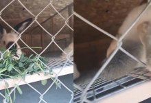 Минэкологии проверит контактный зоопарк Актау, в котором умерли кролики и черепахи