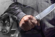 В Казахстане появляется все больше живодеров, но никто не может с этим ничего сделать