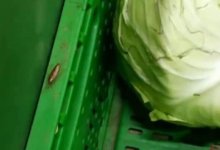 В алматинском гипермаркете среди продуктов нашли таракана