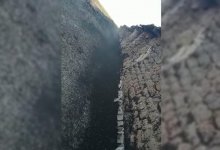 Нашествие саранчи сняли на видео жители Западного Казахстана