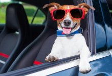 Пять способов обойтись без кондиционера в машине