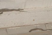 Змеи атакуют дома шымкентцев