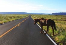 Полный пассажирский автобус врезался в лошадь на павлодарской трассе