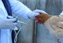 В Китае выявили первый случай заражения человека штаммом птичьего гриппа H10N3