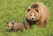 Американка вступила в схватку с медведем, защищая своих собак