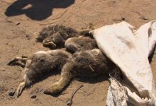 Нас съедают: жители Павлодарской области в ужасе от комаров, из-за которых гибнут птицы и собаки