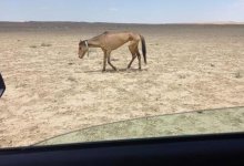 Лошади умирают от голода в Мангистауской области: в Казнете появились пугающие фото