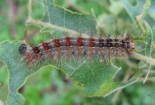 Нашествие гусениц: почти четыре гектара леса уничтожено в Актюбинской области