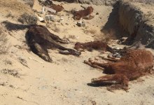 Умирающих лошадей в Мангистау накормят только после 15 июня