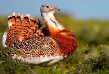 Шейхи из ОАЭ дают Казахстану миллионы за убийство краснокнижных птиц