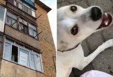 Упавшая с балкона собака погибла в Караганде. Горожане винят в этом ее владельца