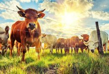 Токаев поручил расширить экспорт казахстанских продуктов