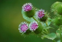 Сахарный диабет лечится растением «липучкой»: миф или правда