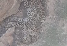 В Мангистау нашли тело леопарда: эксперты выясняют причину смерти