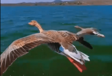 Развеян миф о потрясающем видео с гусями на Иссык-Куле