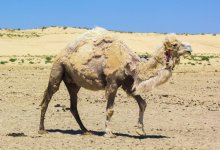 В Мангистау верблюдов кормят картоном из-за отсутствия кормов - видео