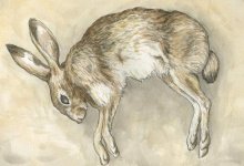 Мертвый заяц распугал посетителей парка в Жаркенте