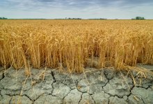 Казахстану грозит сильнейшая засуха