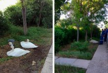 В Мангистау объяснили, почему умерли летевшие на Каспий лебеди