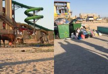 В Актау жители превратили пляж в пастбище для скота