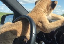Казахстанский мажор нелегально завел себе домашнего льва