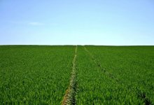 Продажи не будет: Парламент продлил запрет на покупку сельхозземель в собственность