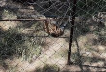 Алматинцы назвали концлагерем зверинец на Кок-Тобе из-за огромного количества мусора