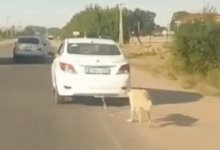 Неравнодушные алматинцы отбили у живодера собаку, привязанную к машине