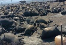 Скот массово гибнет из-за степных пожаров в Карагандинской области