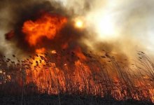 Массовая гибель скота в Карагандинской области: комиссия установит ущерб фермеров