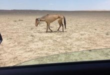 В Мангистау завезли сено для лошадей, но они все равно голодают