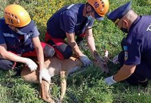 В Уральске детеныш косули влетел в школьный забор и застрял