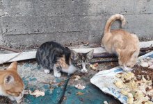 За что в Казахстане могут оштрафовать владельцев кошек