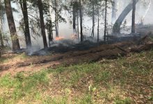 Крупный пожар в СКО: огонь охватил сто гектаров площади лесхоза