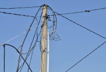 Оборванные линии электропередач убили барана в Талдыкоргане