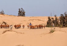 Режим ЧС объявили в Кызылординской области