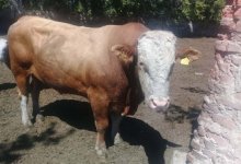 Бык напал и убил рыбака в СКО