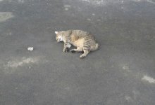 Дети выбросили беременную кошку с девятого этажа в Караганде: их родителей оштрафуют