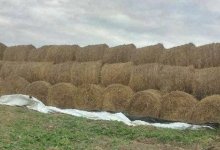 Чиновники из Туркестанской области мешают волонтерам помогать умирающим животным в Мангистау