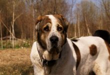 Неизвестные привязали алабая к столбу в Нур-Султане: за это заплатит его владелец