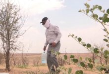 Сад за 46 млн тенге гибнет в Туркестанской области