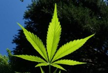 Сельчанин из ЗКО вырастил 26 кустов конопли в своем дворе