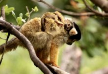 Людям угрожает вирус с уровнем смертности до 80%