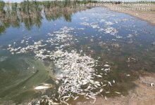 В водоеме в Атырауской области нашли два центнера мертвой рыбы. Им не хватило кислорода