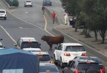 Полицейские гонялись за сбежавшим быком в центре Нур-Султана