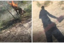 Казахстанец заживо сжег собаку: депутат обещает 100 тыс тг тому, кто найдет изверга