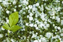 Грозы с градом и жара прогнозируются в Казахстане