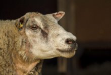 Курбан Айт стал убыточным для казахстанских овцеводов