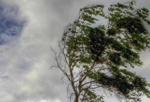 Пыльная буря, дожди и град: какой будет погода в Казахстане