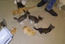 В Алматы на верную гибель обрекли около 50 котят
